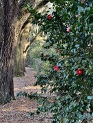 22nd Feb 2025 - Live oaks and camellias 