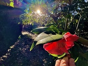21st Feb 2025 - Sunlit camellia 