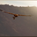 Building a nest by 365projectorgchristine