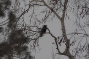 21st Feb 2025 - Big crow in the tree 