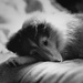 Bacia