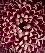 20th Feb 2025 - Petals