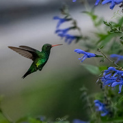 22nd Feb 2025 - Glittering Emerald Hummingbird