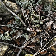 14th Feb 2025 - The ugliest plant with beautiful roots