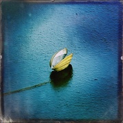16th Feb 2025 - Sailing swan mussel