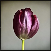 21st Feb 2025 - The purple gold