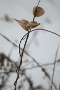 22nd Feb 2025 - Winter Tangles