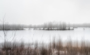22nd Feb 2025 - Ring-neck Marsh