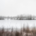 Ring-neck Marsh by darchibald