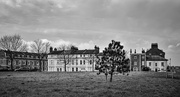 21st Feb 2025 - An Austrian Pine in Blackheath