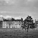 An Austrian Pine in Blackheath