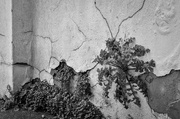 22nd Feb 2025 - Cracks
