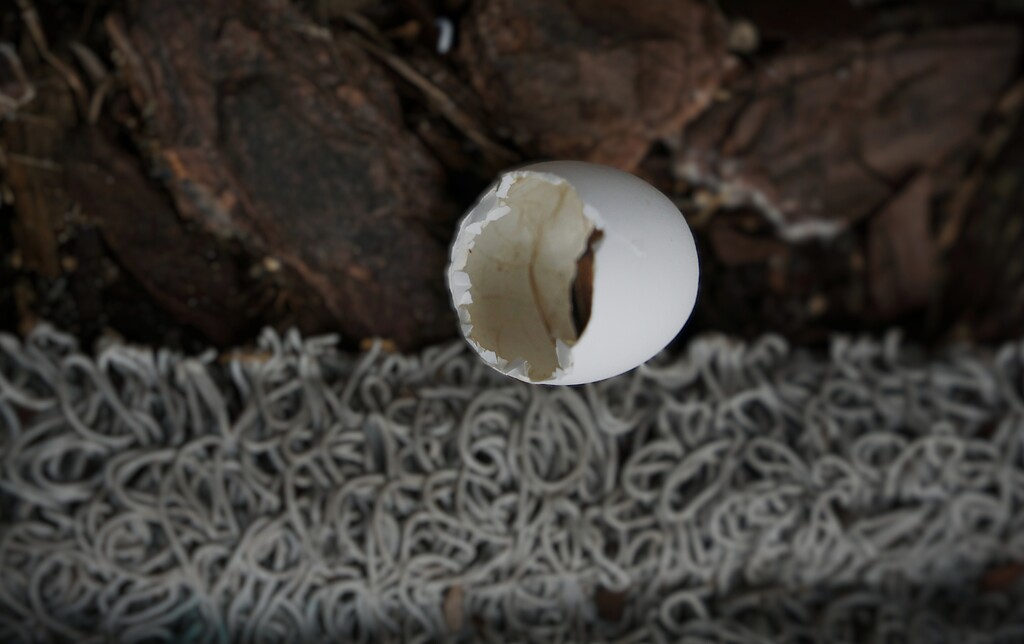 Mystery Egg by photohoot