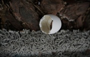 22nd Feb 2025 - Mystery Egg