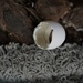 Mystery Egg