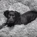 lounging Sophie by amyk