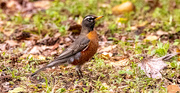 22nd Feb 2025 - Proud Robin!