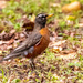 Proud Robin! by rickster549