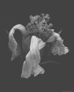 23rd Feb 2025 - Cosmos Wilted