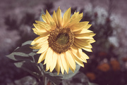 23rd Feb 2025 - Sunny Side