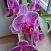 orchid