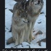 Timber Wolf Pair with Quote