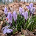 Crocus by topcat1701