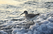 22nd Feb 2025 - Willet in the Surf