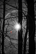 23rd Feb 2025 - Light