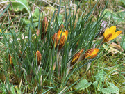 20th Feb 2025 - Crocuses