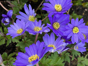 21st Feb 2025 - Anemones