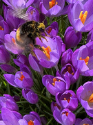 22nd Feb 2025 - Bumble Bee