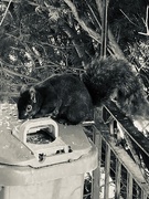 23rd Feb 2025 - FOR23 - Hungry Squirrel