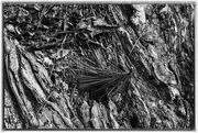 23rd Feb 2025 - Leaves and Needles