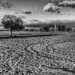 Field of furrows by laroque