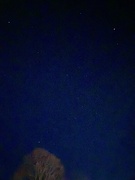 23rd Feb 2025 - Orion! 