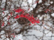 23rd Feb 2025 - Pops of Red