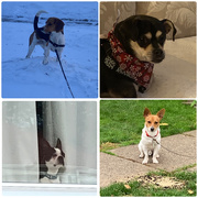 23rd Feb 2025 - Dog Biscuit Appreciation Day
