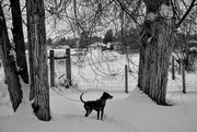 23rd Feb 2025 - Trapper In The Snow - FOR2025