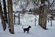 23rd Feb 2025 - Trapper In The Snow - Color version 