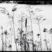 nature’s artwork by amyk