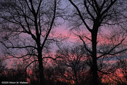 23rd Feb 2025 - Backyard Sunset