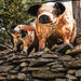 Goodnight Brothers' pigs by randystreat