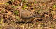 23rd Feb 2025 - Dove!