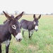 Larry & Floyd by leggzy