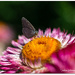 Common Blue..  by julzmaioro