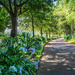 The driveway by ludwigsdiana