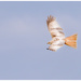 Red Kite - Melanistic, white variant (It's Leucistic) by clifford