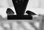 24th Feb 2025 - Sparrow And Junco - FOR2025