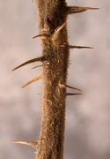 24th Feb 2025 - Thorns